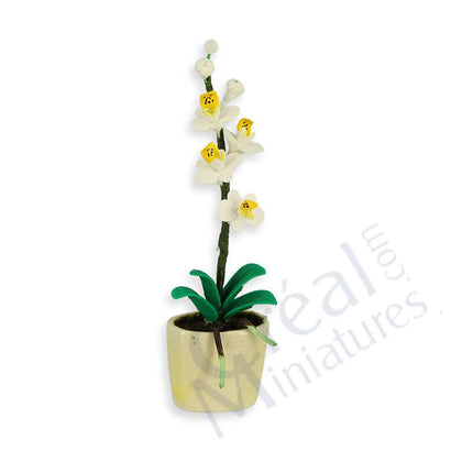 ORCHIDEA BIANCA 2.5xH 8.5cm