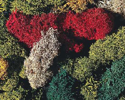 MUSCHIO DI VARI COLORI 80 g